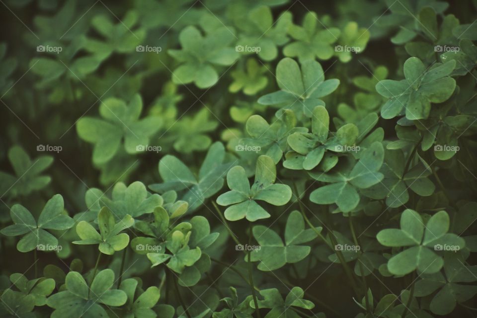 Clover 