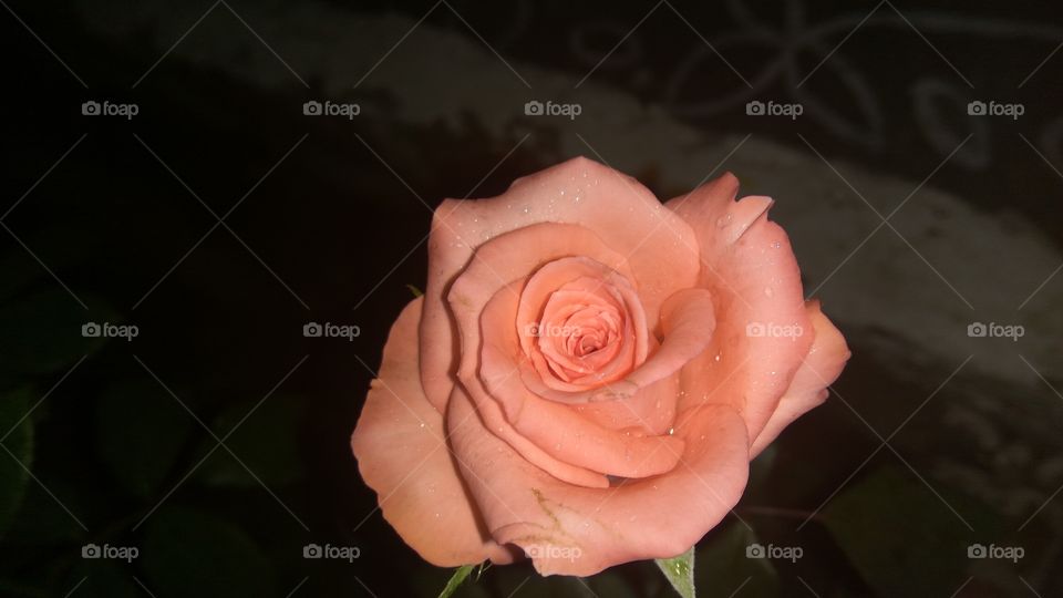 so nice rose