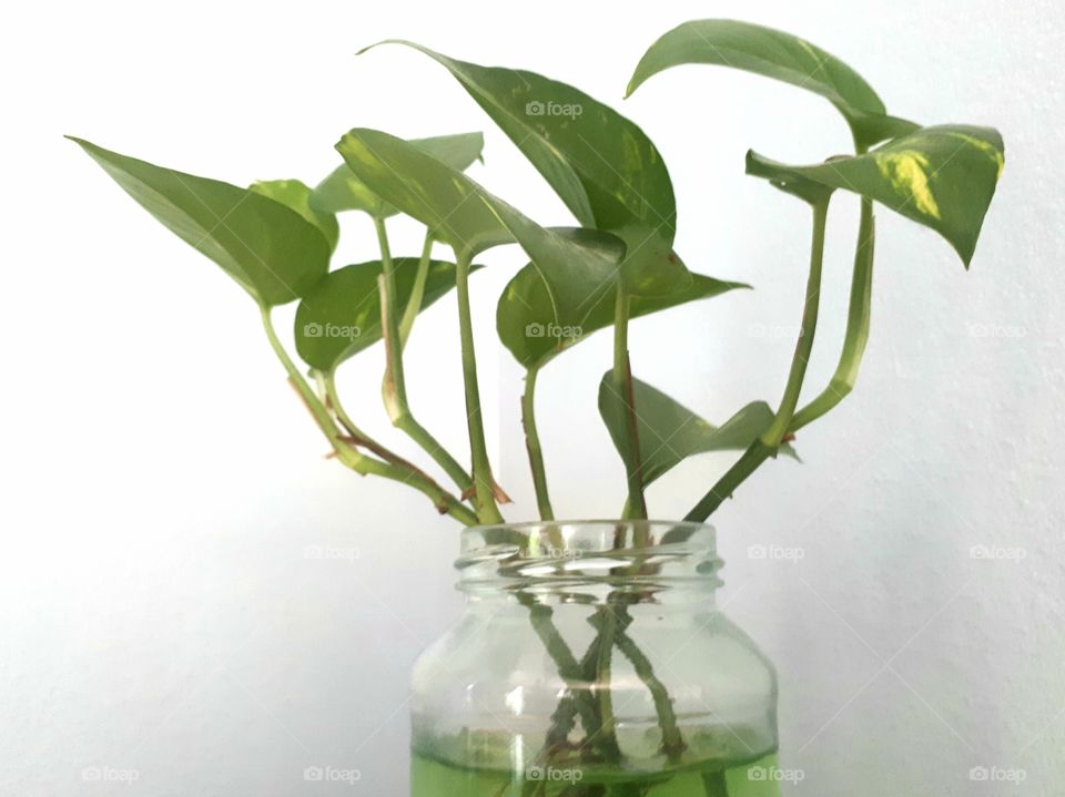 My plant, Golden Pothos