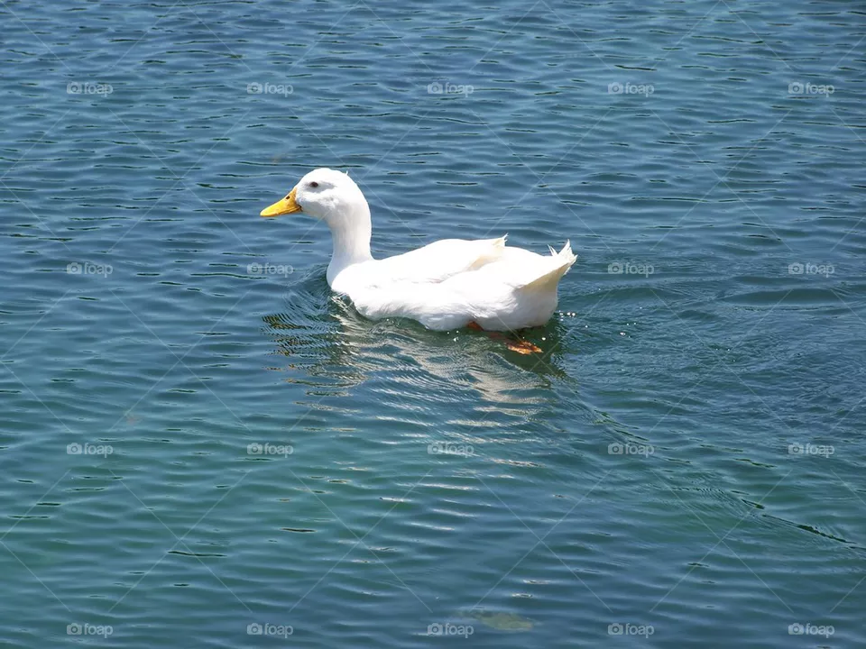 Duck
