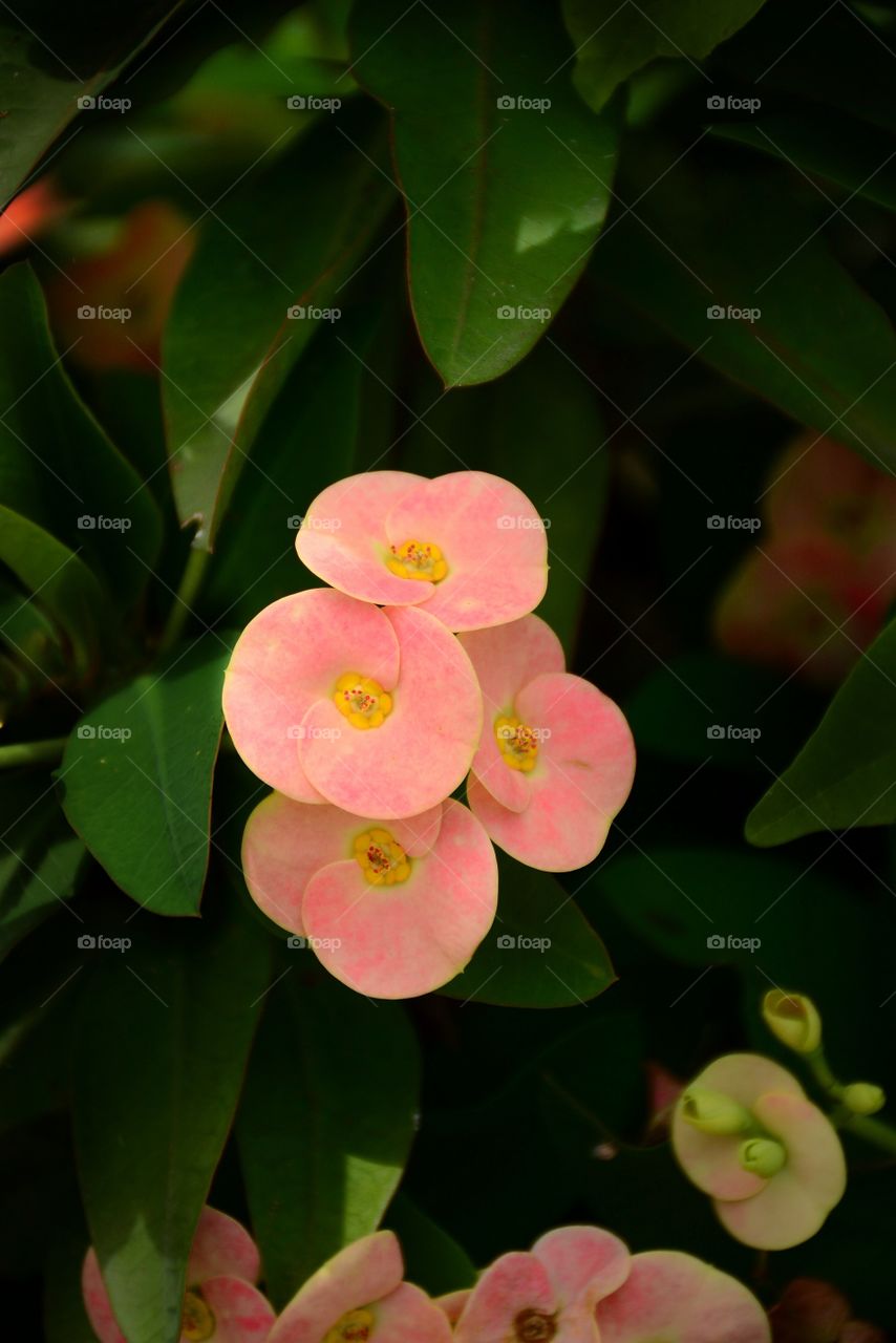 Poy Sian flowers blossoming with green leaf background