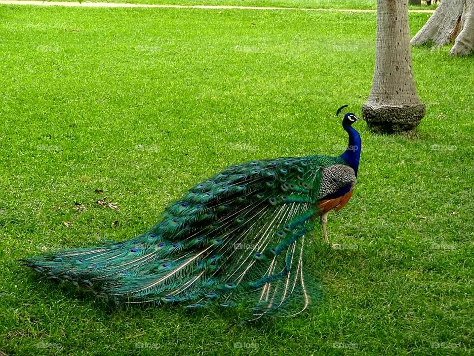 Peacock