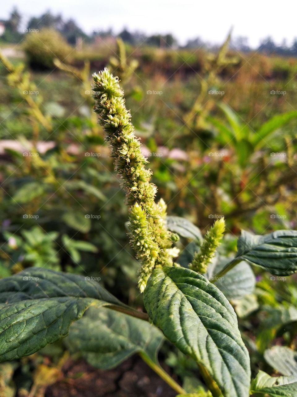 Growing wild plants.