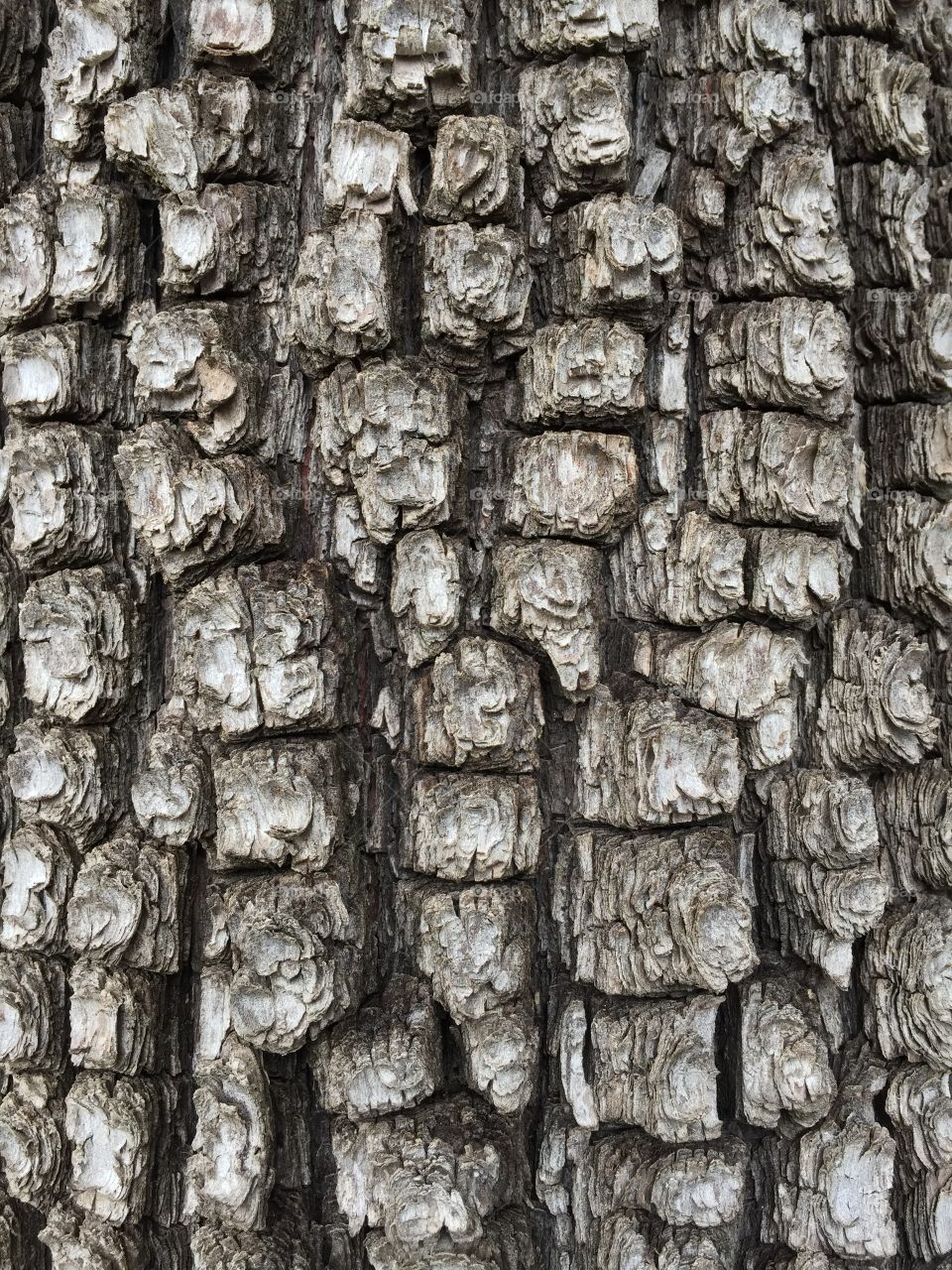 Tree Bark. Close up of Tree Bark