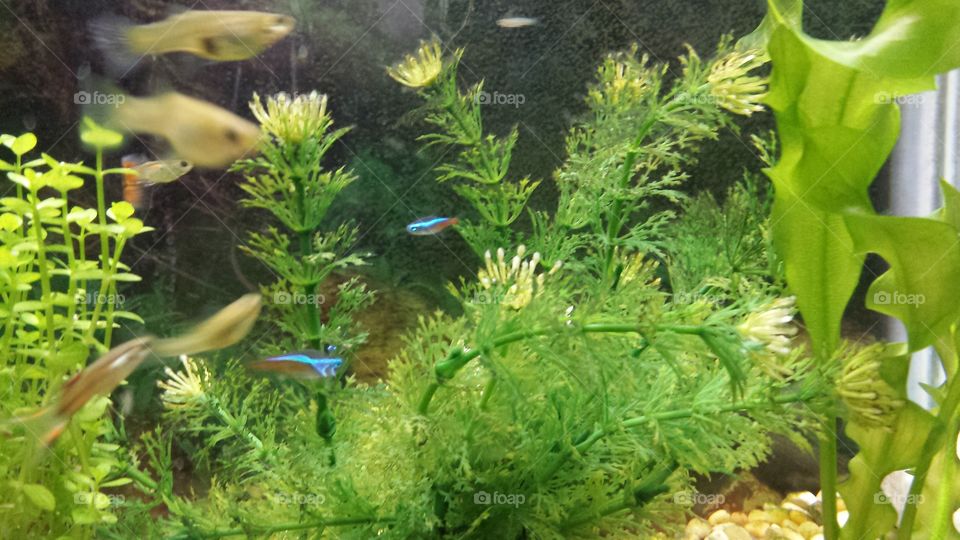 carnal neon tetras