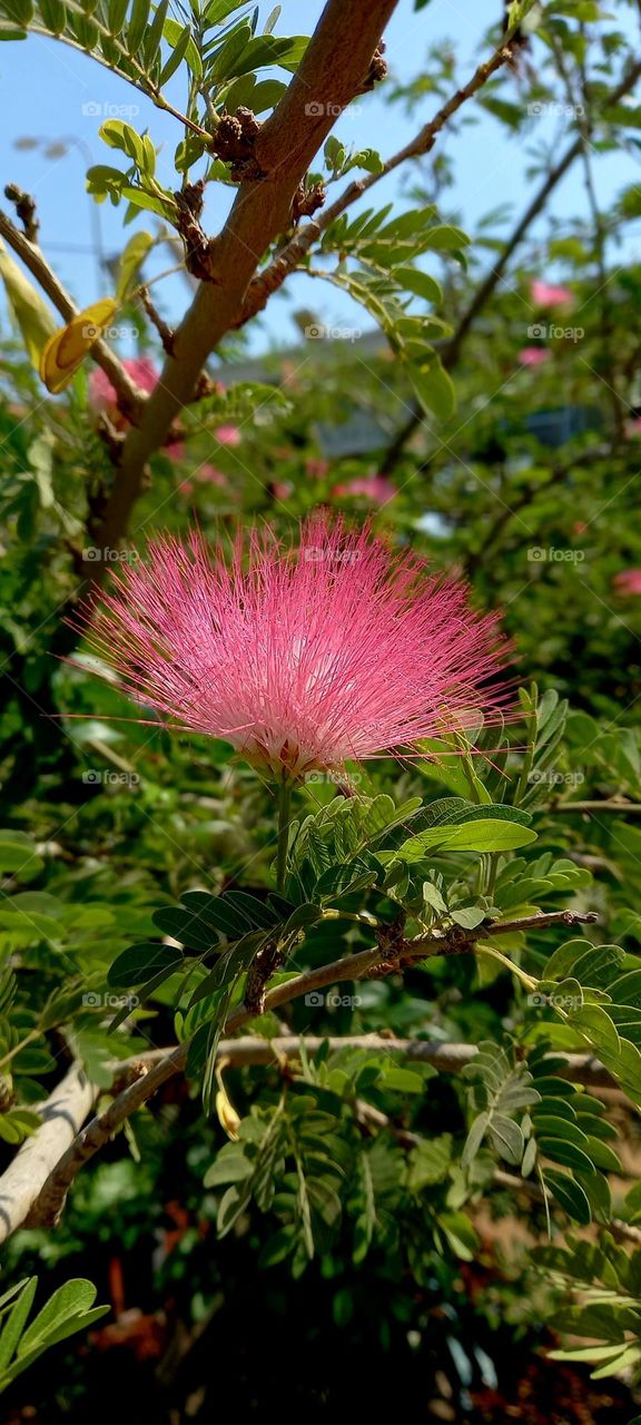 pink flowers