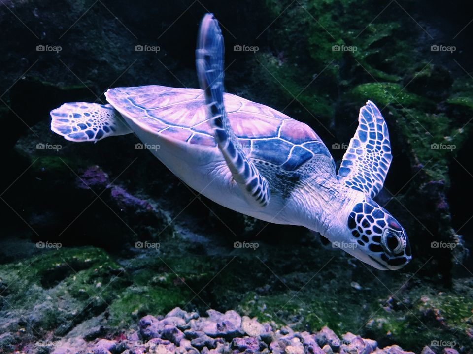 Sea turtle at play 
