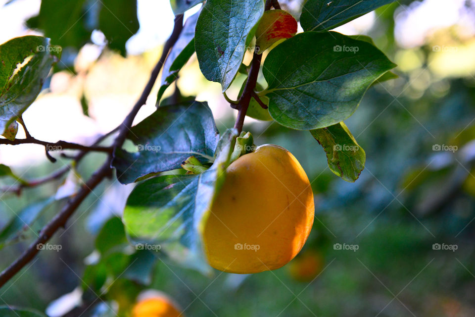 apple fruit. apple tree