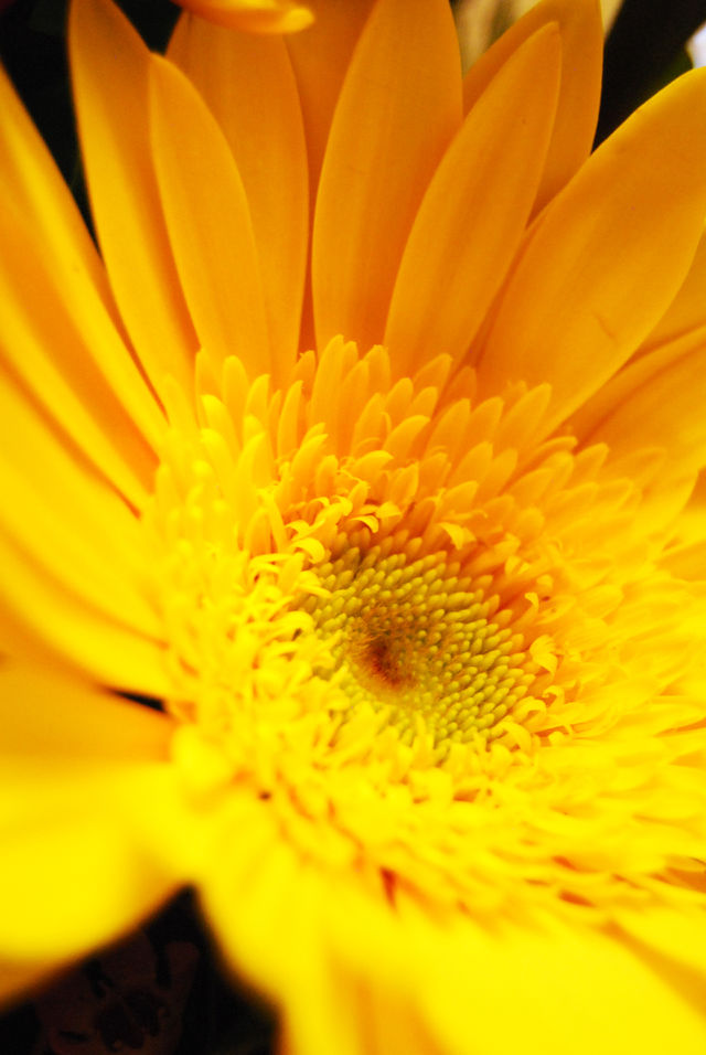 Bloom