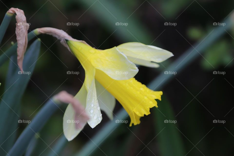 Daffodils 