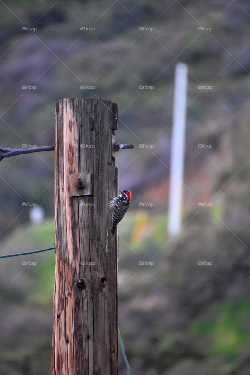 Woodpecker working hard