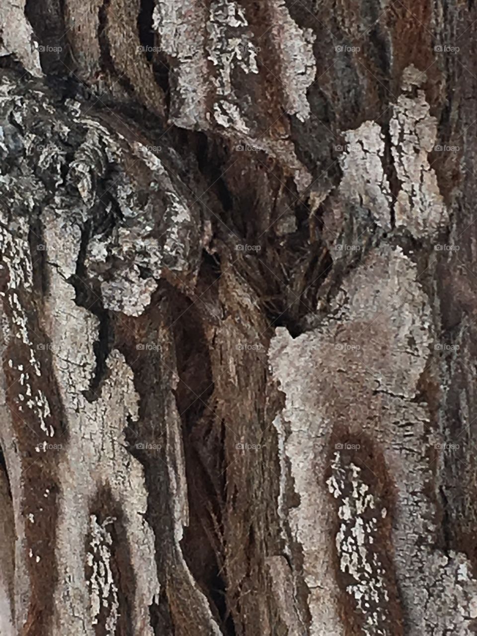 Tree Bark