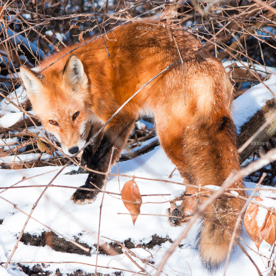 Eye contact with a wild red tailed fox in the cold, winter snow