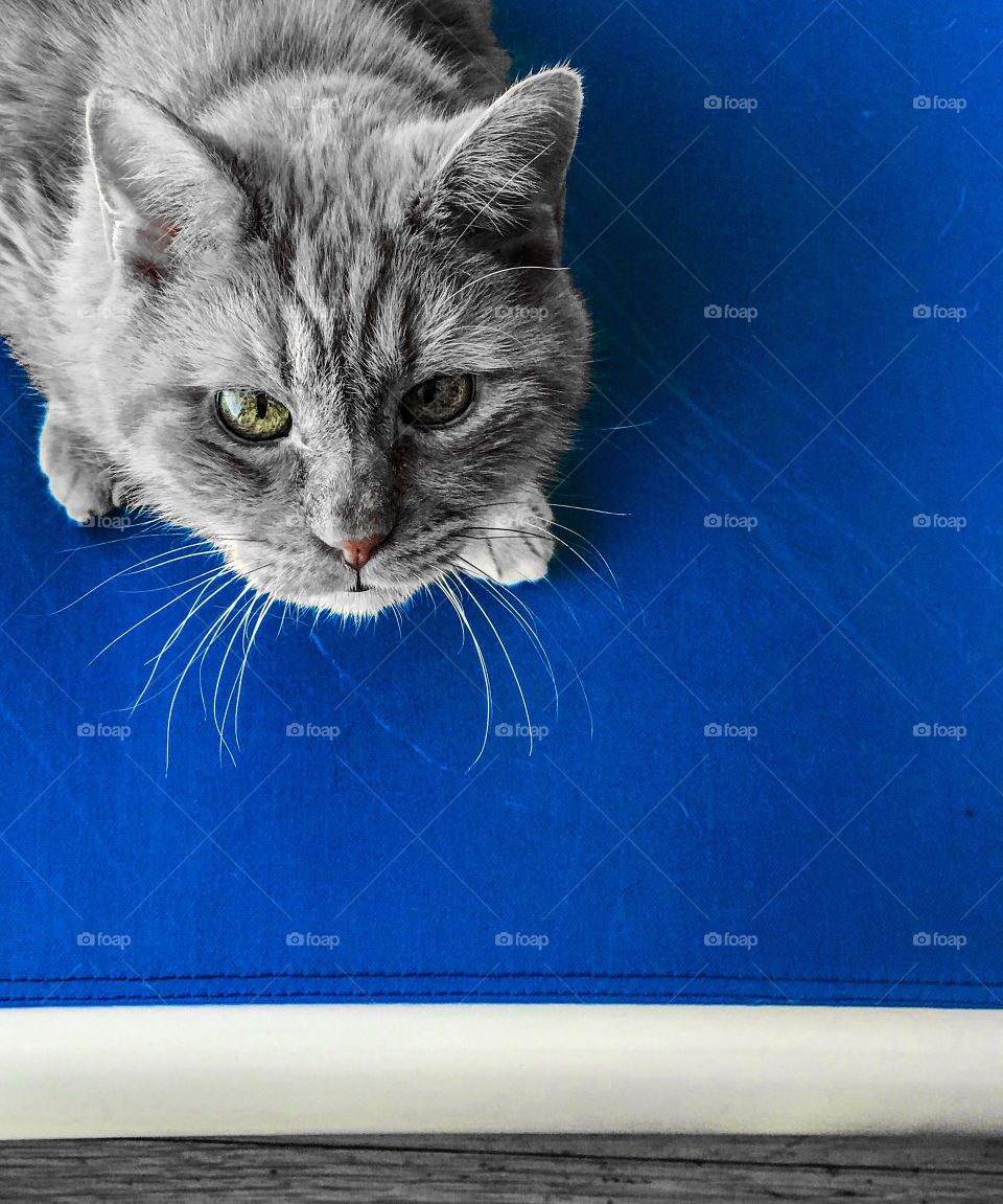 High angle view of a cat looking up blue background 