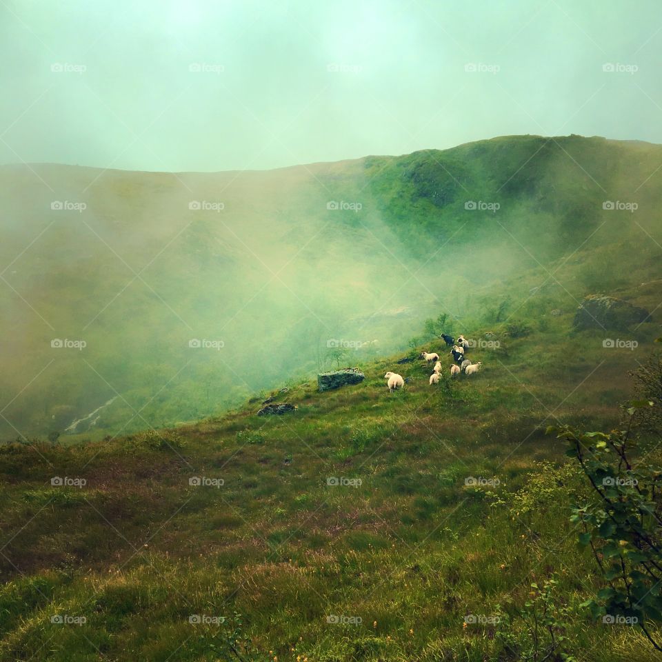 Sheep in the Norwegian mountains 