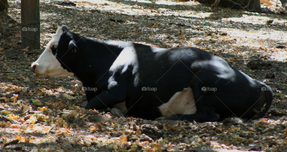 Laying Cow