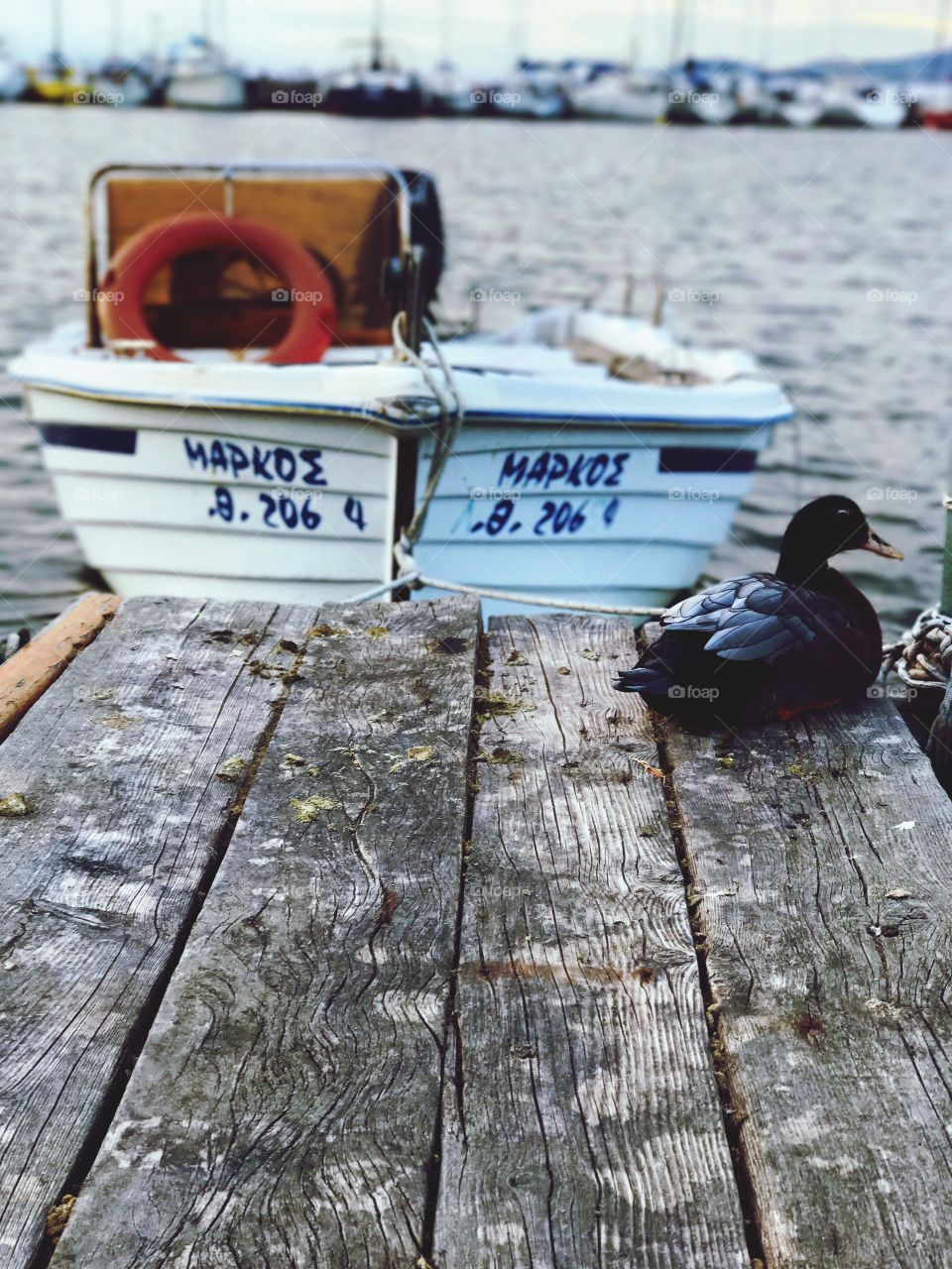 Boat and duck 🦆 