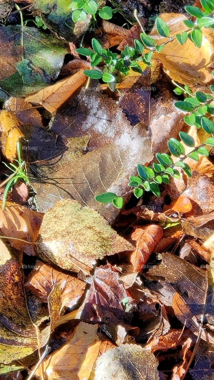 Autumn colorful golden leaves