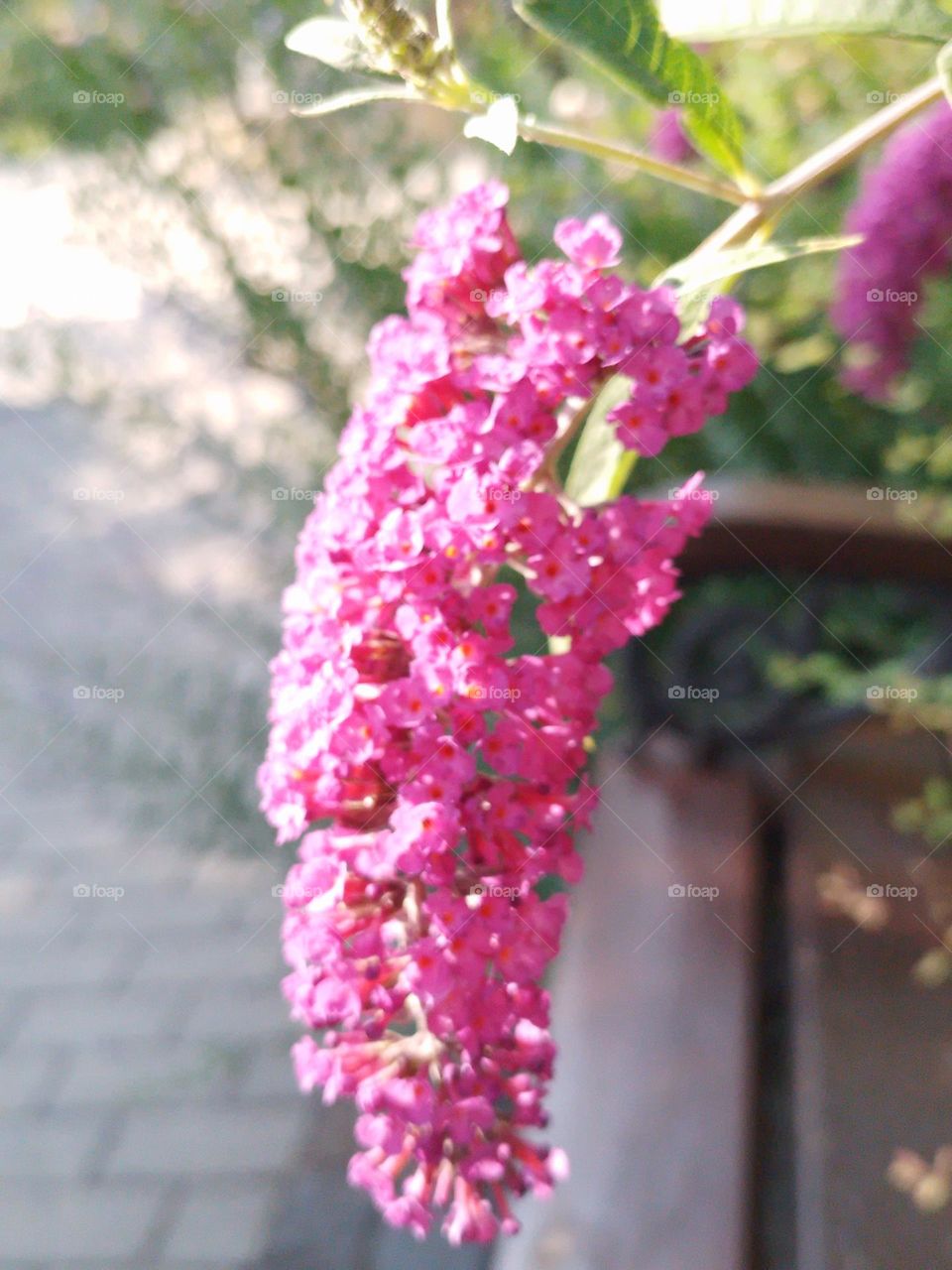 flowers in the park in the afternoon