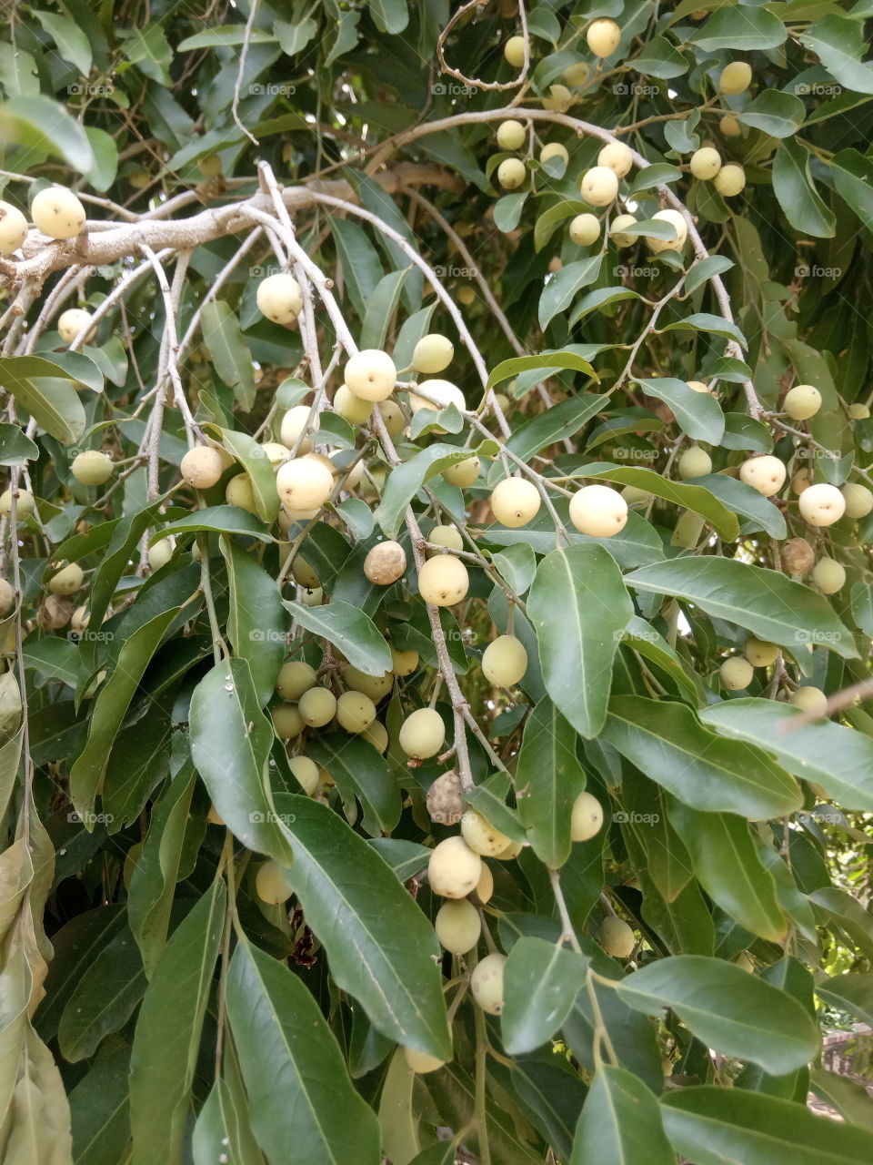 fruit name is Elaeagnus angustifolia