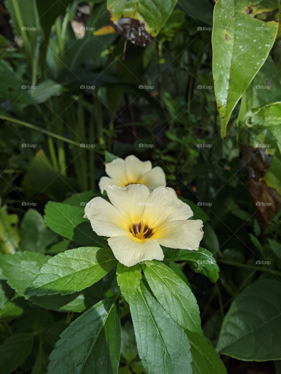 playing with the shadow