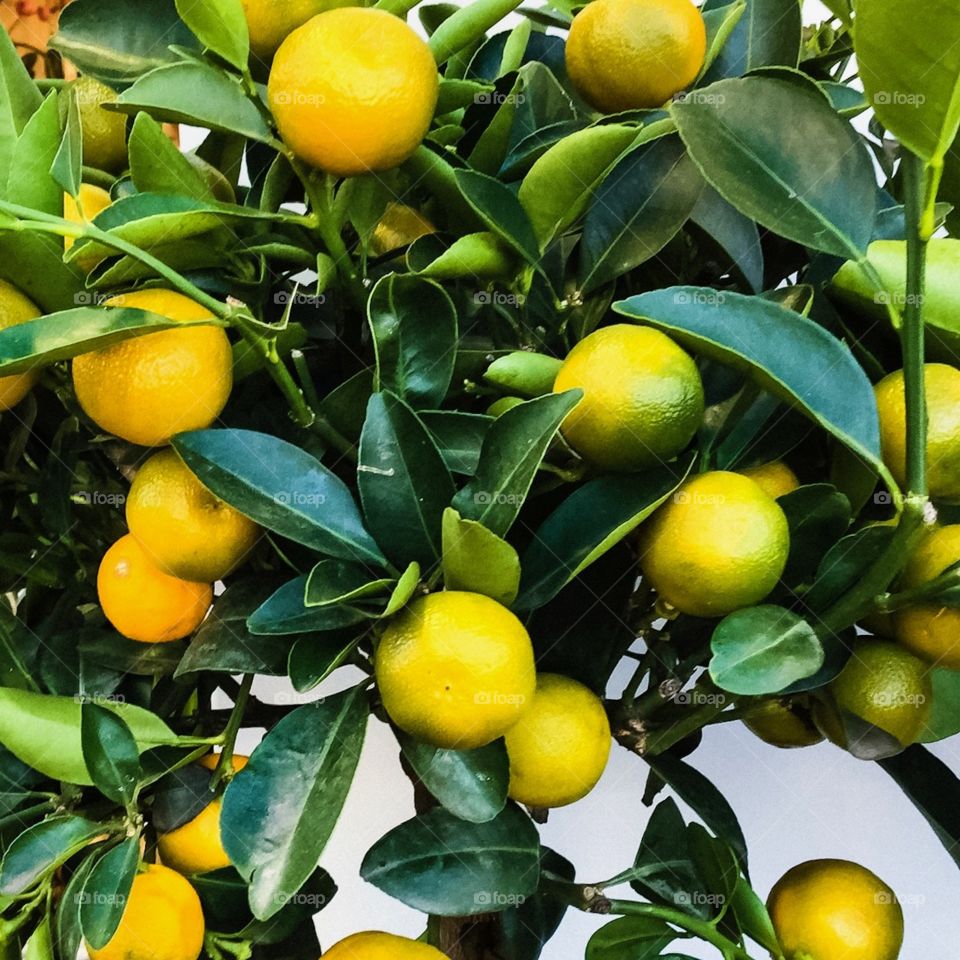 Citrus Plant 