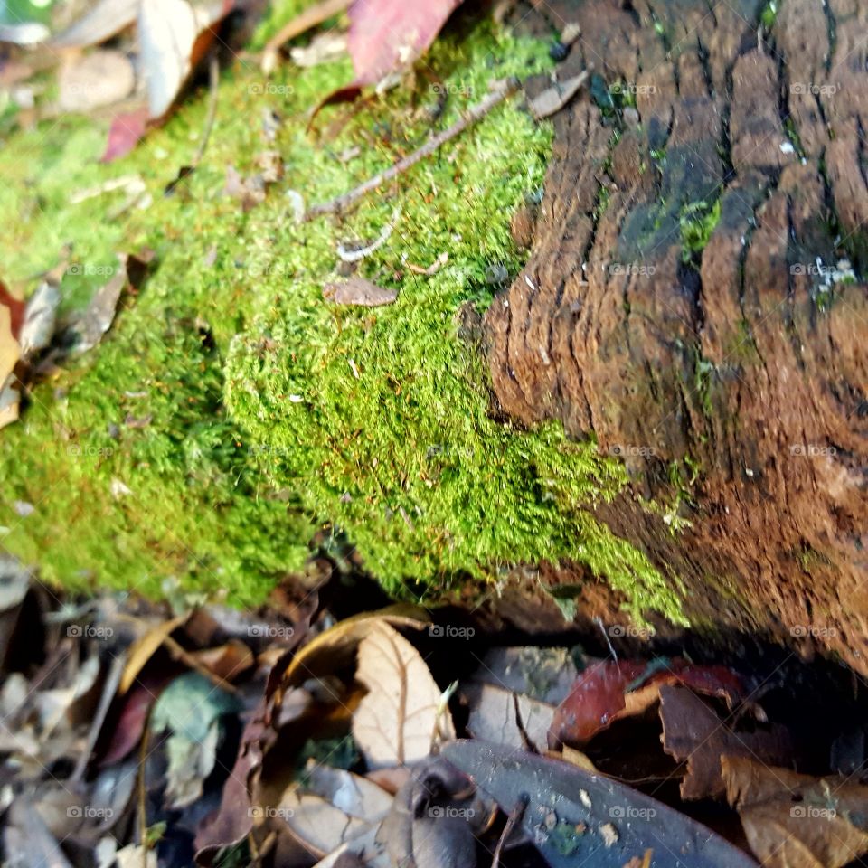 Moss, Wood, Nature, Leaf, Tree