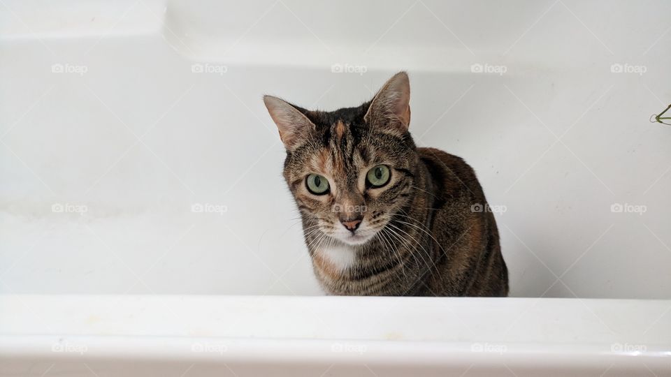 cat in bathtub