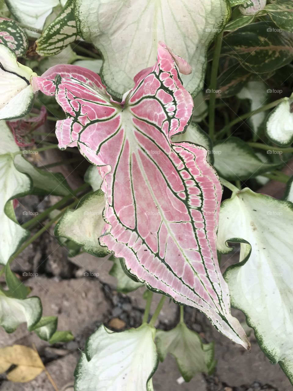 Beauty leaf