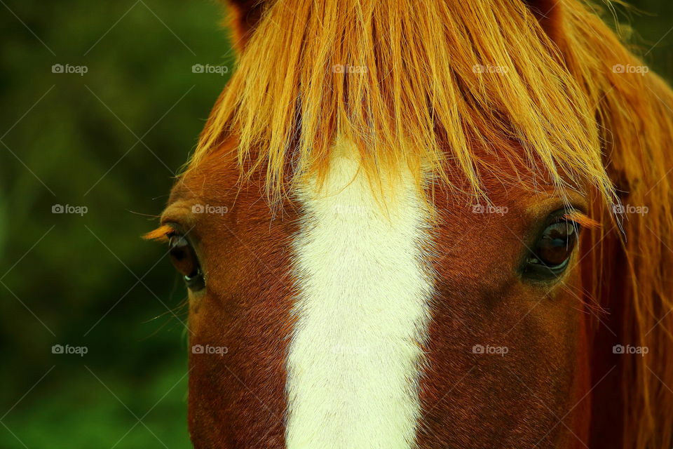 brown horse. brown horsehair