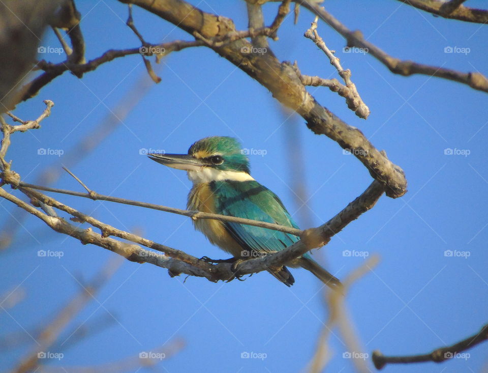 Sacred Kingfisher . Medium size of bird kingfisher category , as looking for similar size with white - collared kingfisher . But there's not really blue sky for cerulean , and yellow brown above of its breasted , throat , abdomen , until its vent .