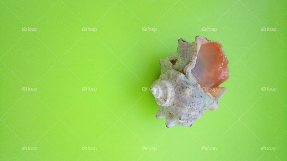 ракушка.море.зелень.