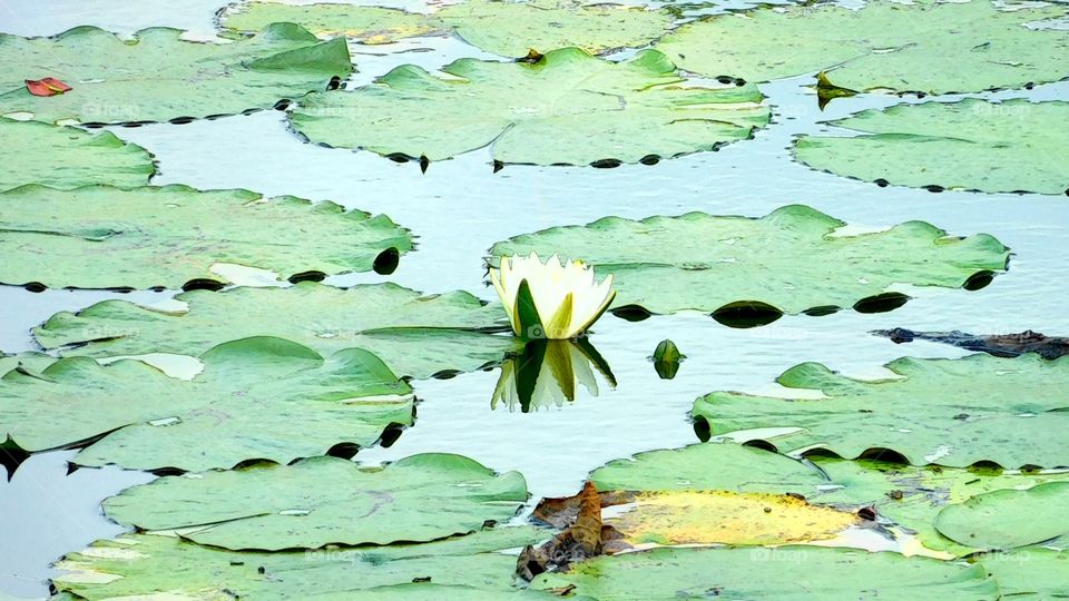 Bog Lilly pads