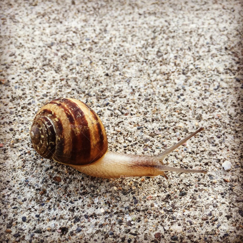 Snail Friend
