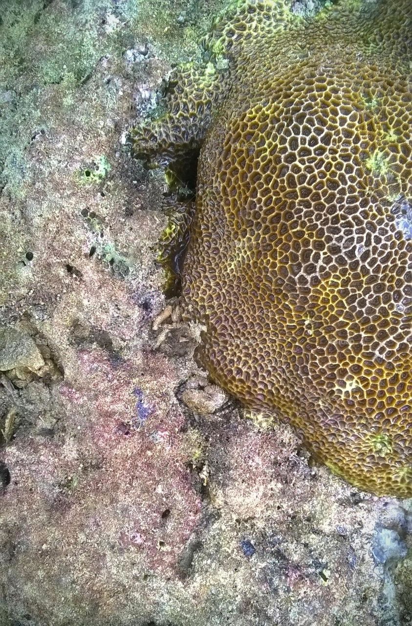 Coral reef on the beach.