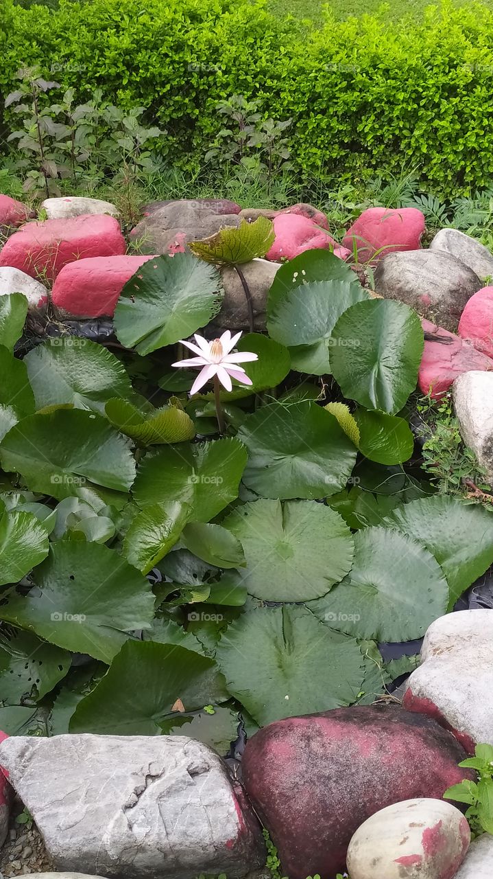 Lotus, the king of flowers