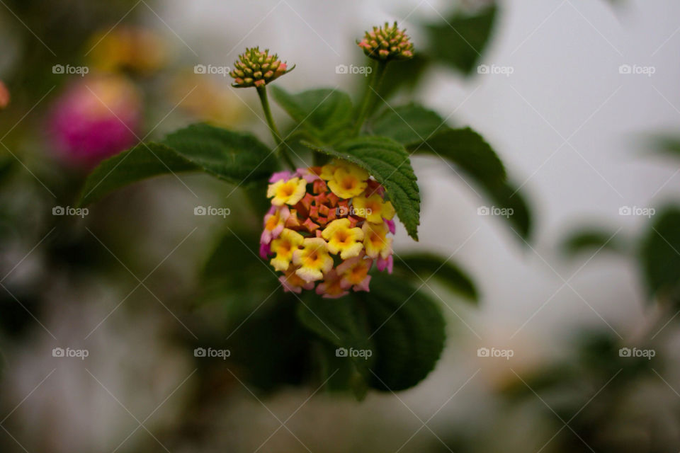 Flower, Nature, Leaf, No Person, Flora