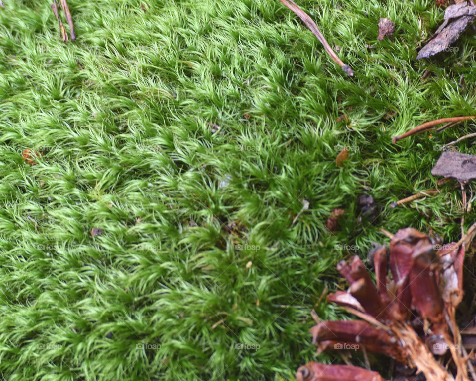 Mossy in the Fall