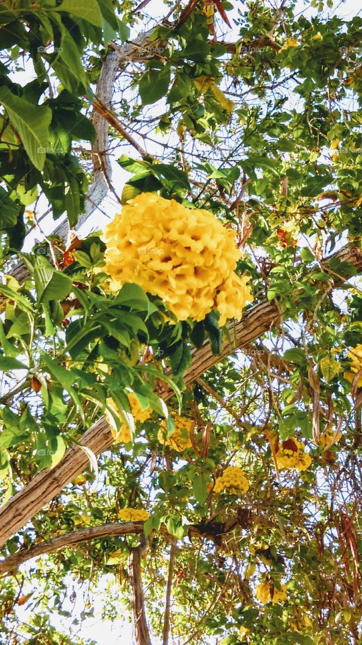 Cluster of bright yellow blossoms in bloom on a vanilla bean tree in the Plaza de las Armas, Old Town State Park, San Diego, CA.