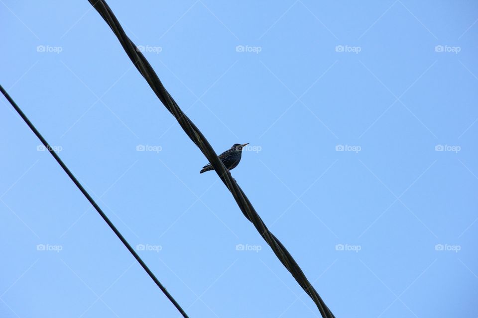 The birds on the wire