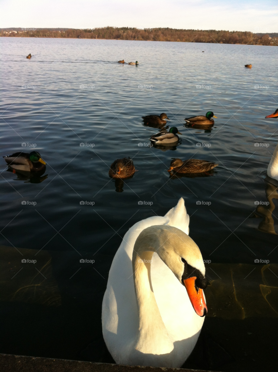 lakeside view greifensee lake by hoslo