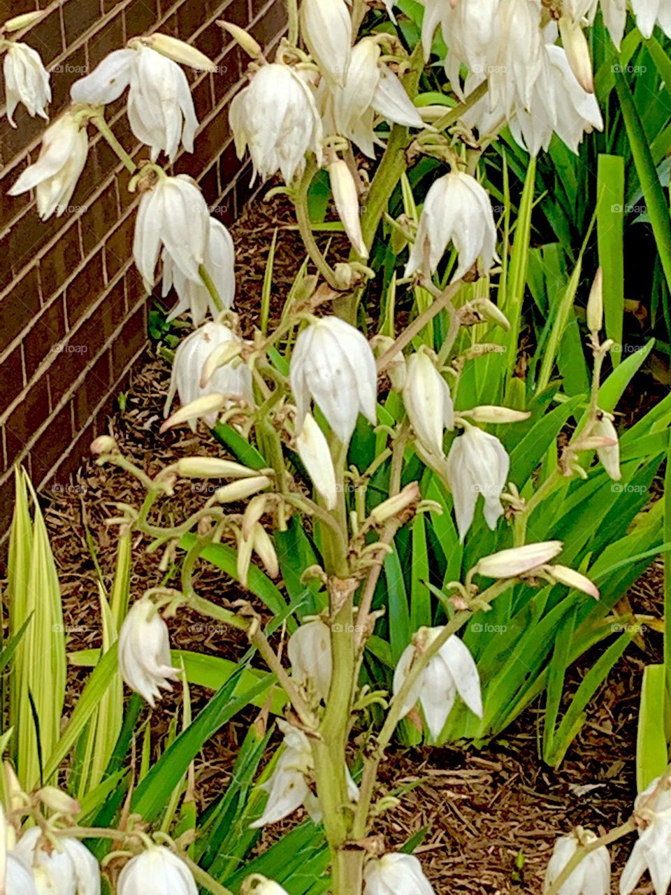 Church garden 