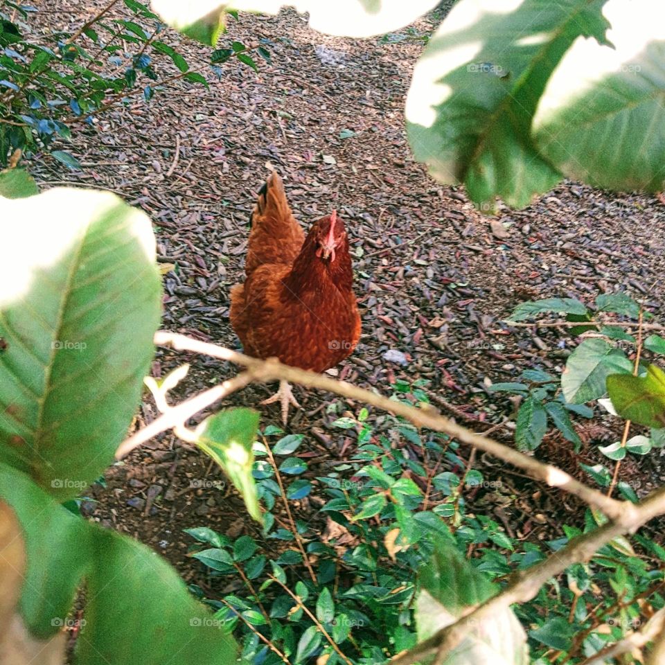 hen