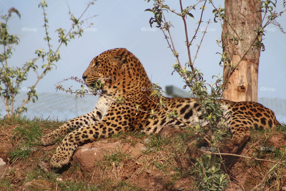 Leopard chilling after a meal