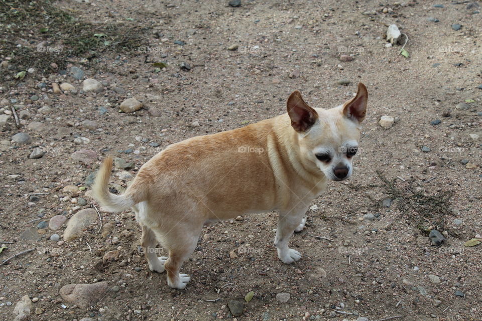 Chihuahua