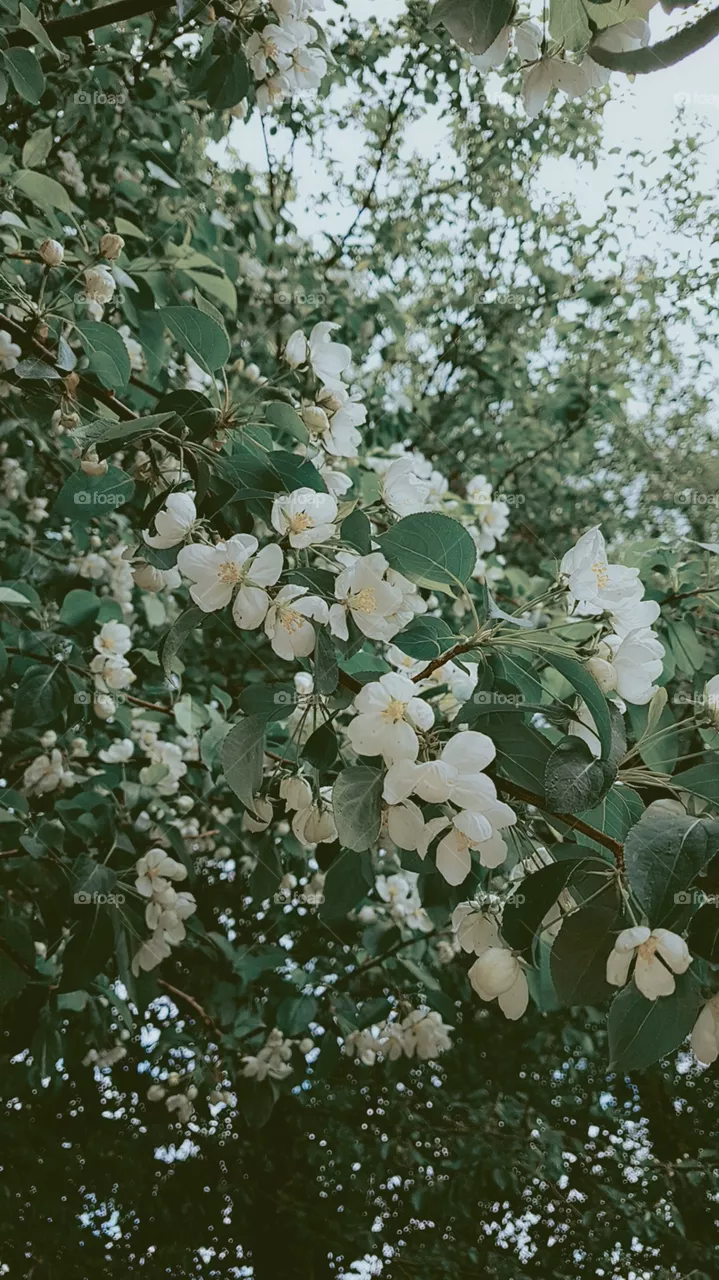flowers