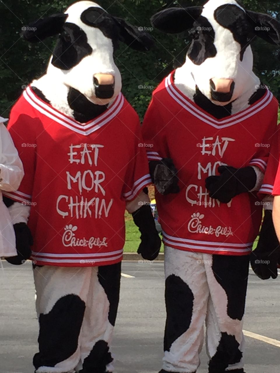 Chick-fil-A cows