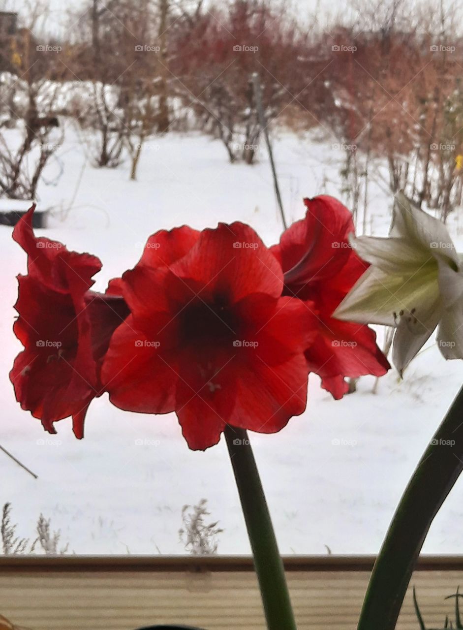 winter flowers - red and white amaryllis on snowy background