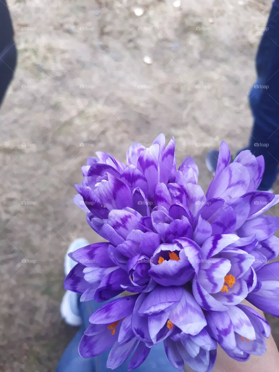 flower on our trip
