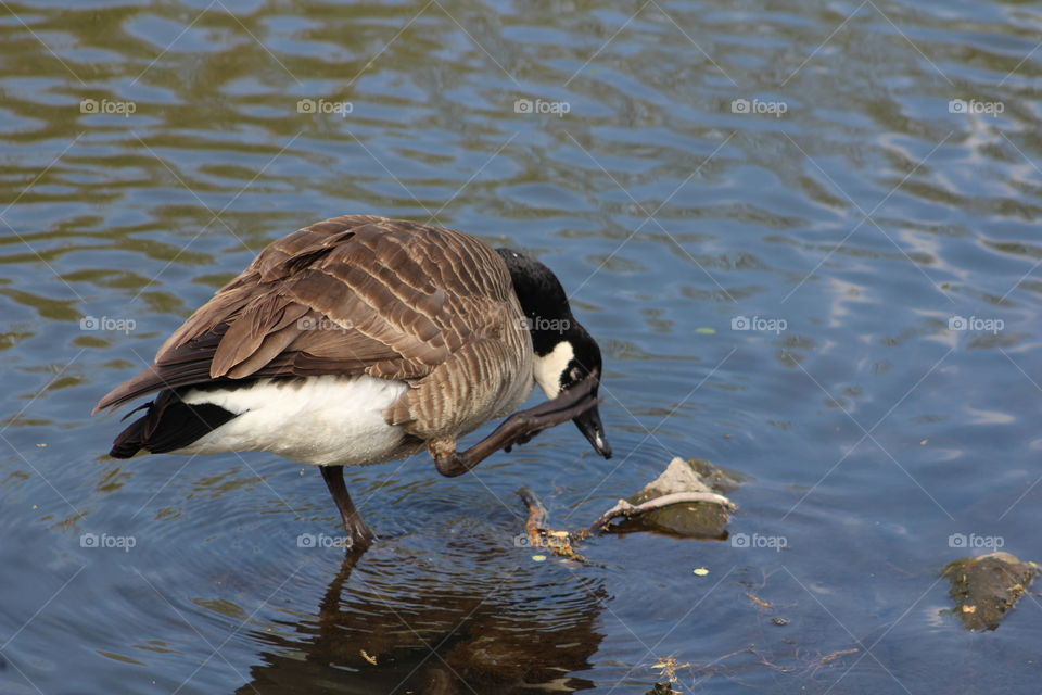 Canada goose on one foot, scratching 